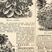 ★ Set of 8 Vintage Gardening Catalogue Pages